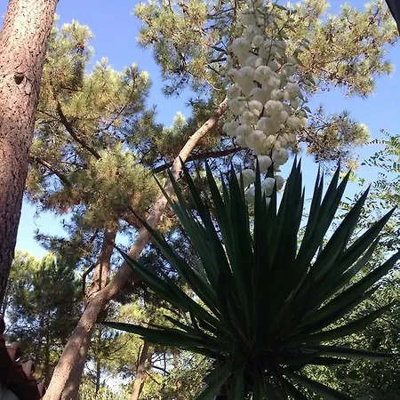 Bed and Breakfast La Pinede La Palmyre